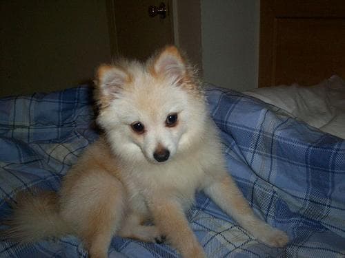 Pomeranian