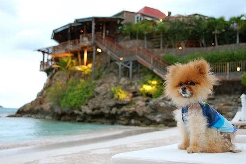 Pomeranian
