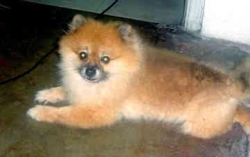 Pomeranian