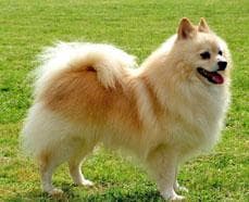Pomeranian