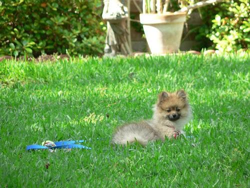 Pomeranian