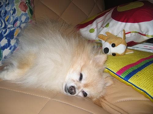 Pomeranian