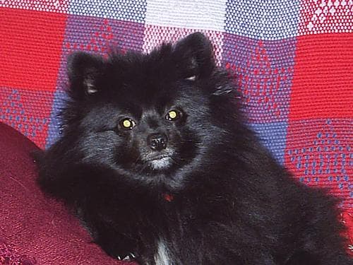 Pomeranian