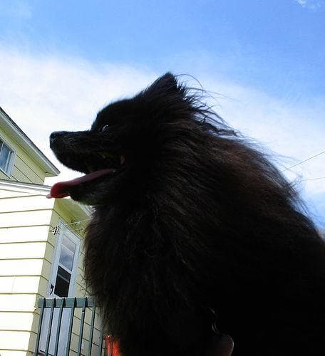 Pomeranian