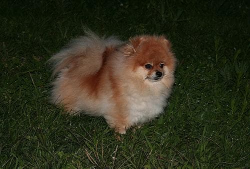 Pomeranian