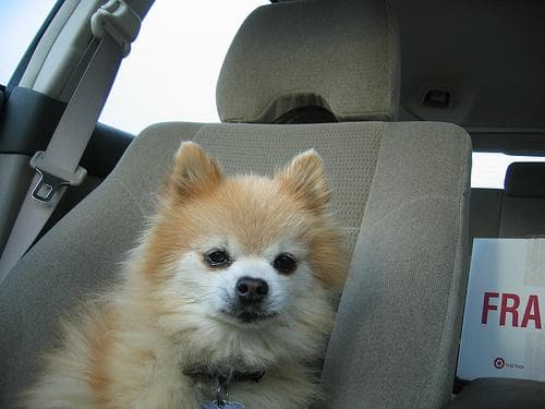 Pomeranian