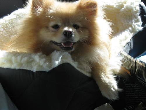 Pomeranian