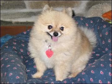Pomeranian