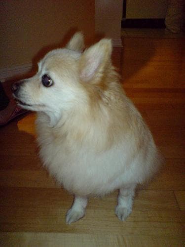 Pomeranian