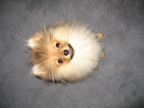 Pomeranian