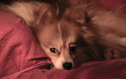 Pomeranian