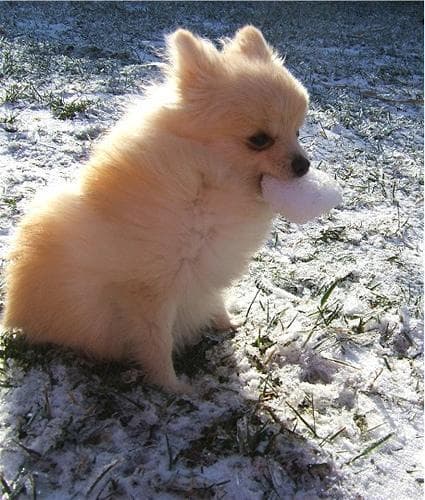 Pomeranian