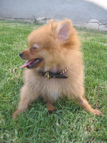 Pomeranian
