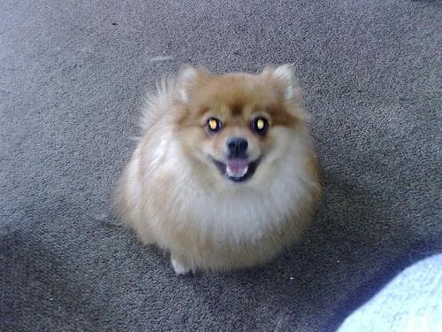 Pomeranian