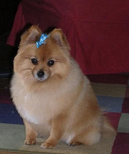 Pomeranian