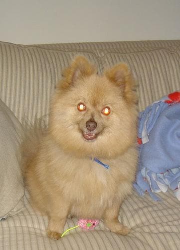 Pomeranian