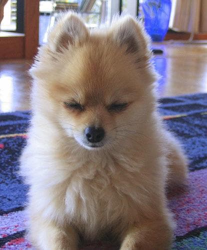 Pomeranian