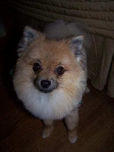 Pomeranian