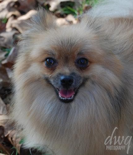 Pomeranian
