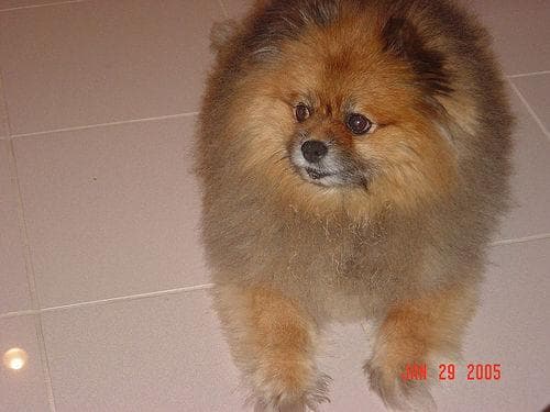 Pomeranian