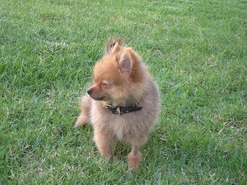 Pomeranian