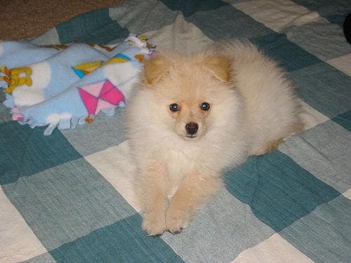 Pomeranian