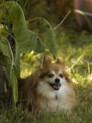 Pomeranian