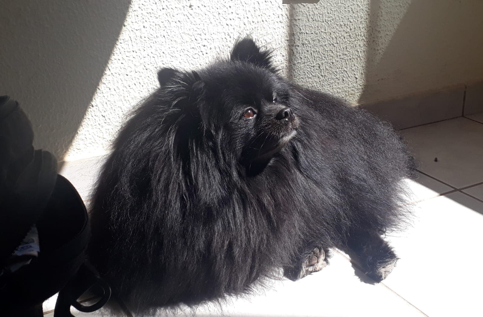Pomeranian