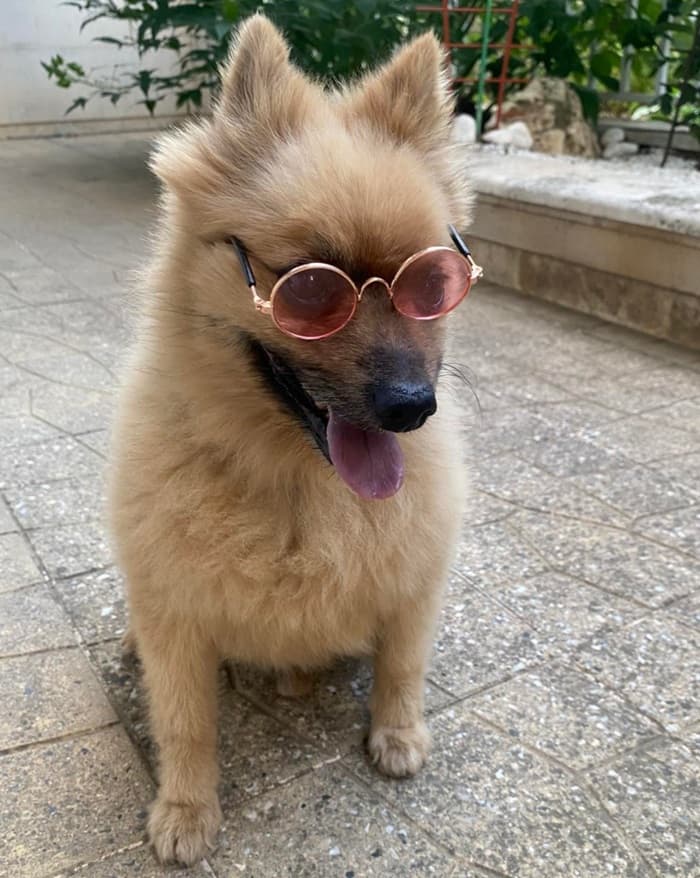 Pomeranian
