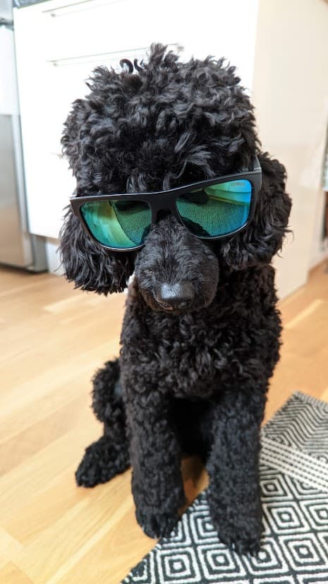 Medium Poodle
