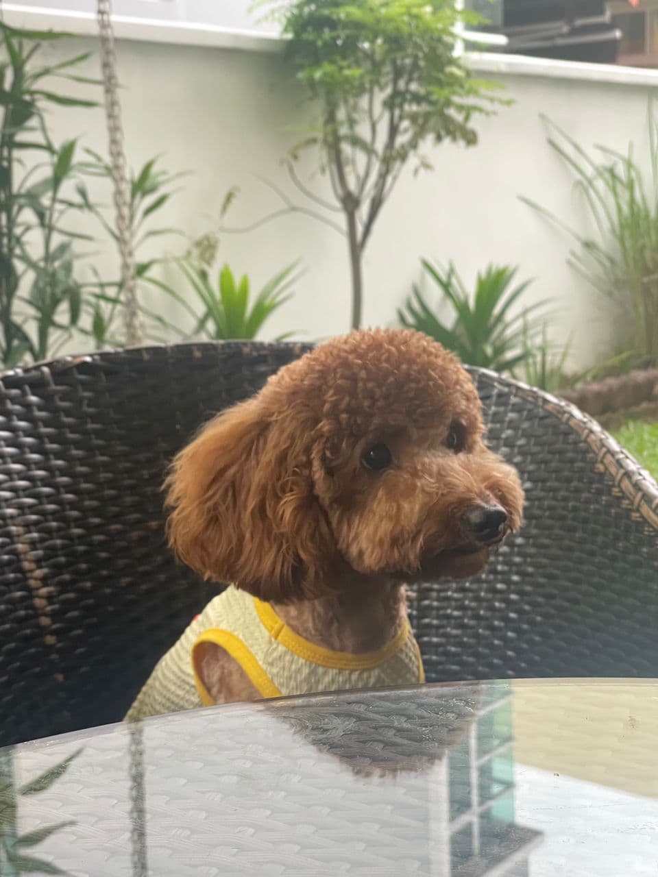 Medium Poodle