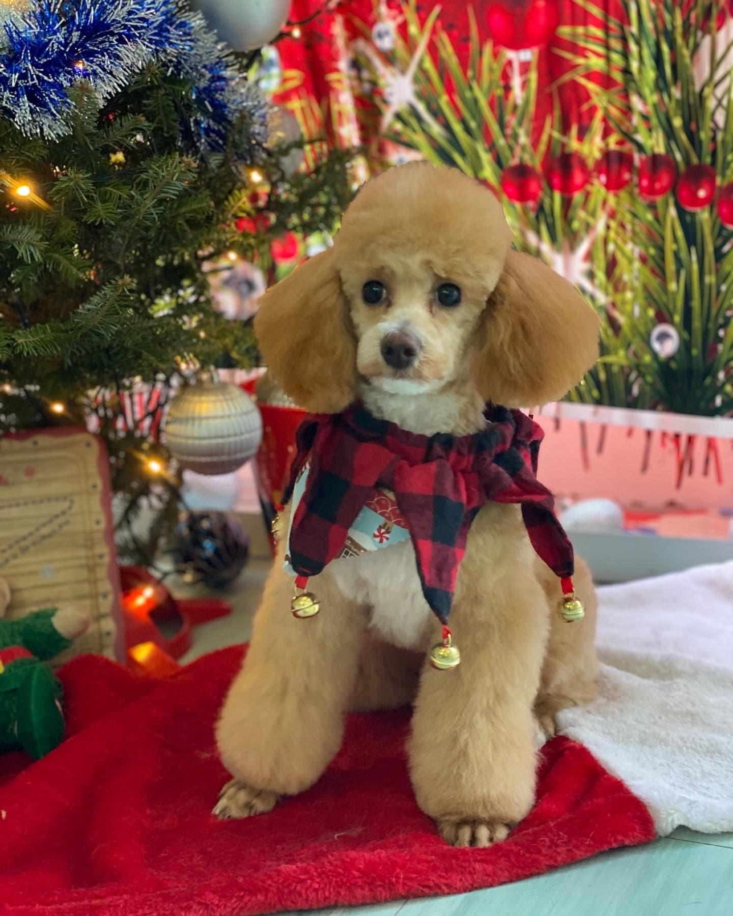 Miniature Poodle
