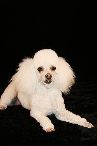 Miniature Poodle