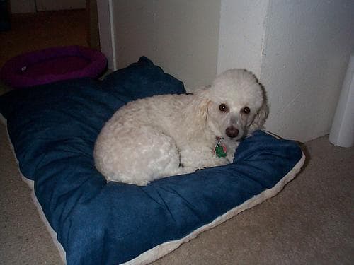 Miniature Poodle