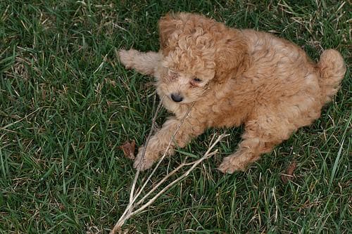 Miniature Poodle