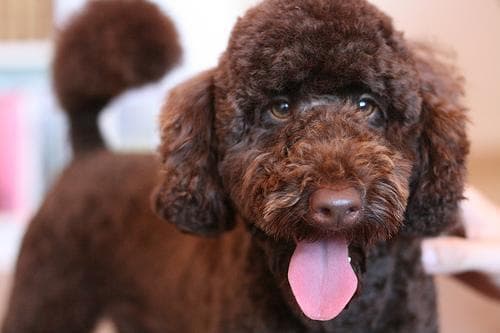 Miniature Poodle