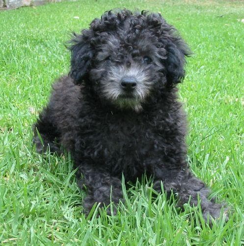 poodle