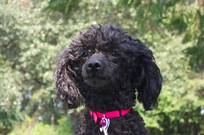 Miniature Poodle