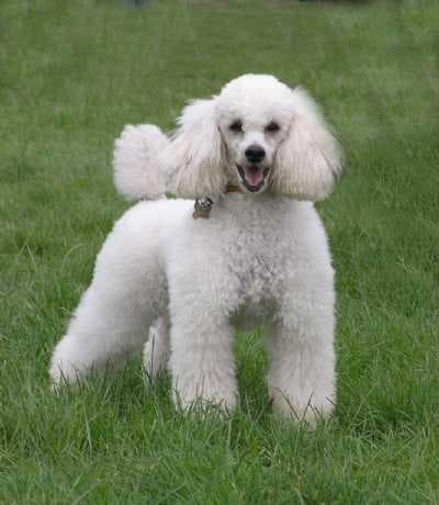 Miniature Poodle