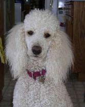 Miniature Poodle
