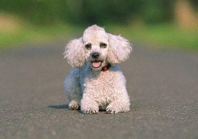Miniature Poodle