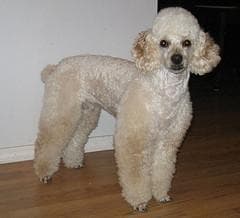Miniature Poodle