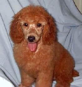 Miniature Poodle