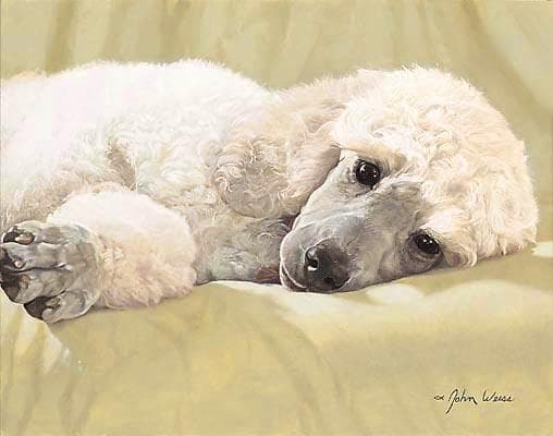 poodle