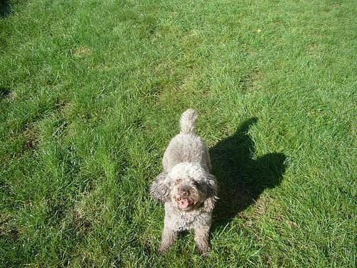 Miniature Poodle