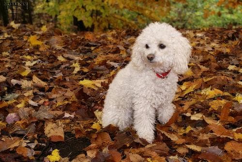 Miniature Poodle