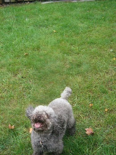 Miniature Poodle