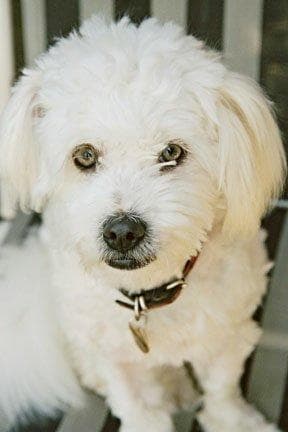 Miniature Poodle
