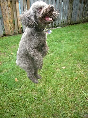 Miniature Poodle