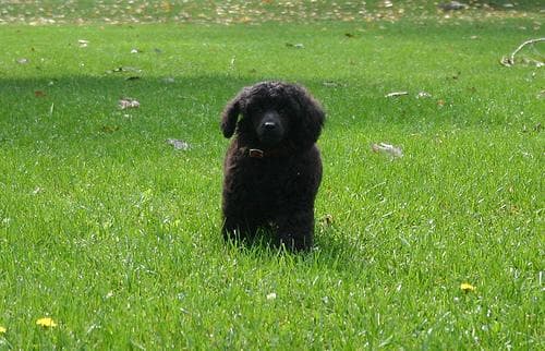 poodle